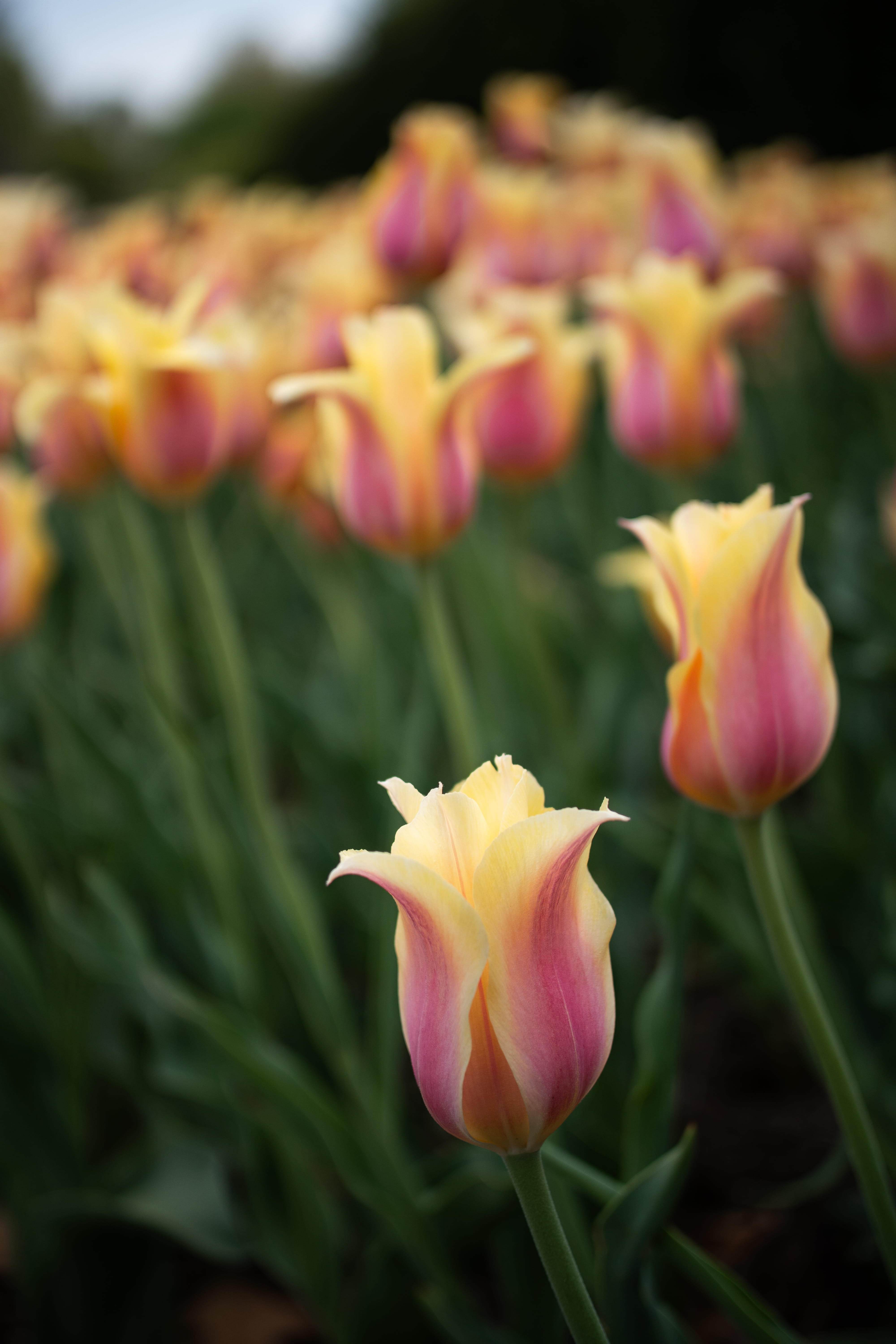 pink and yellow tulips