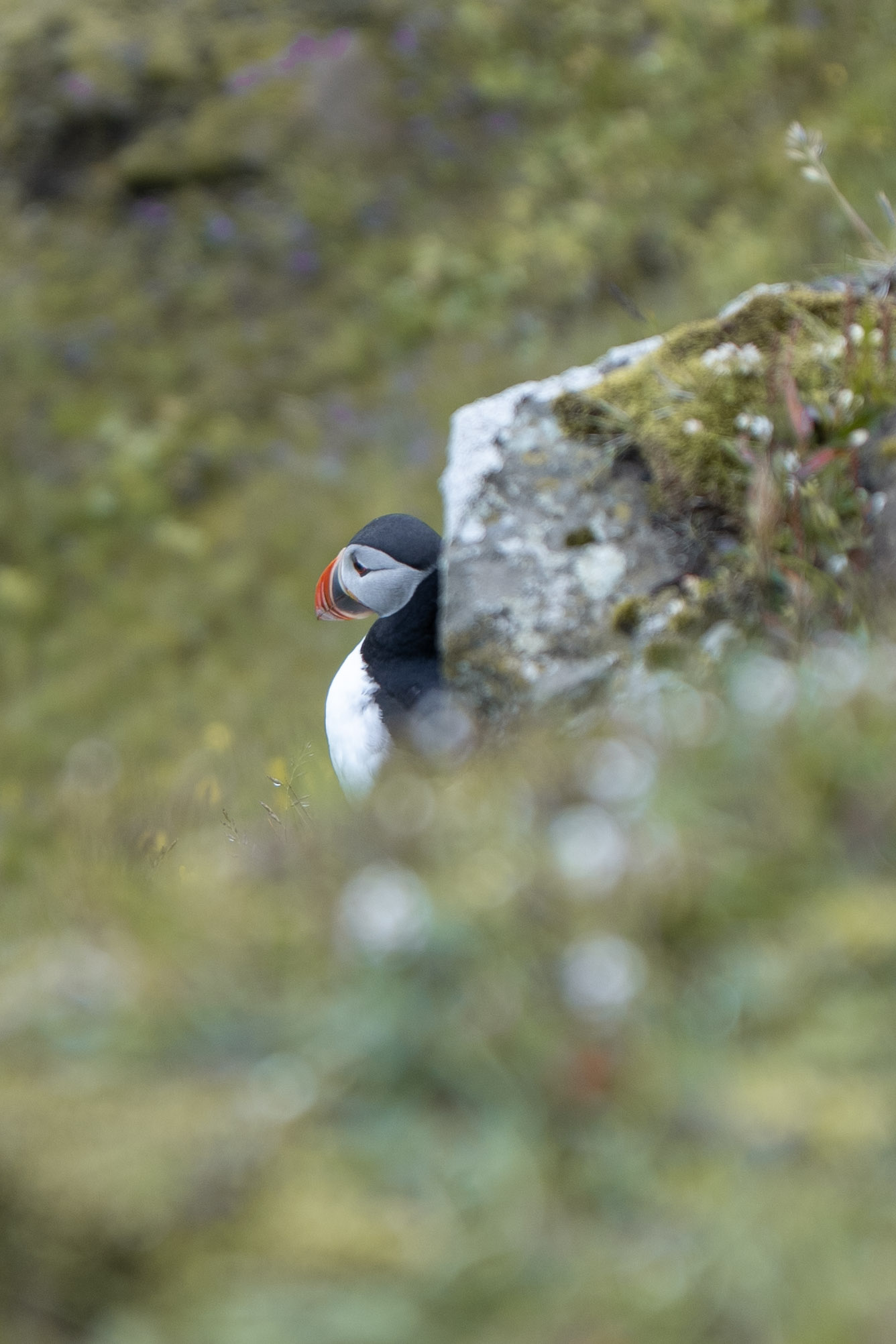 Atlantic puffin peeking out behind a mossy rock